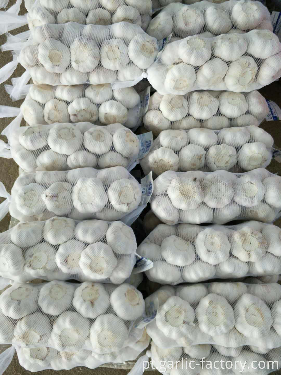 Fresh Spicy Normal White Garlic in 1KG bag